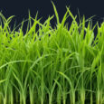 Grass.jpg (1)