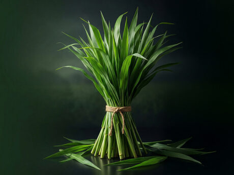 Organic Napier Grass – Fresh Green Fodder- 1 Ton